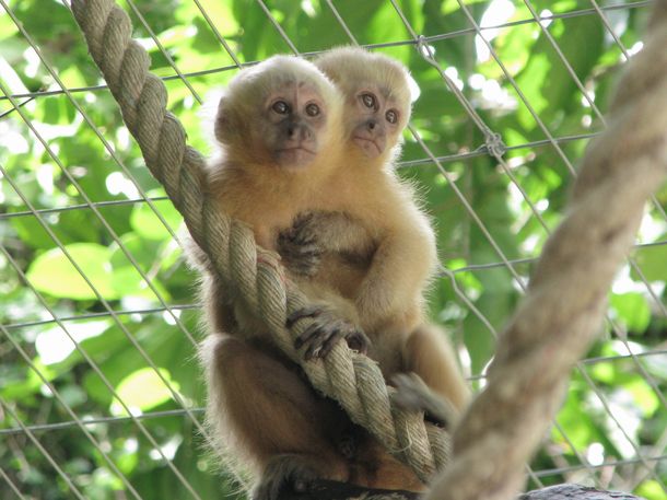 Bonito desenho de macaco-prego