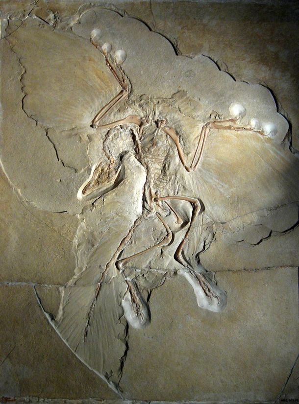 Conheça o Archaeopteryx: o elo perdido entre aves e répteis