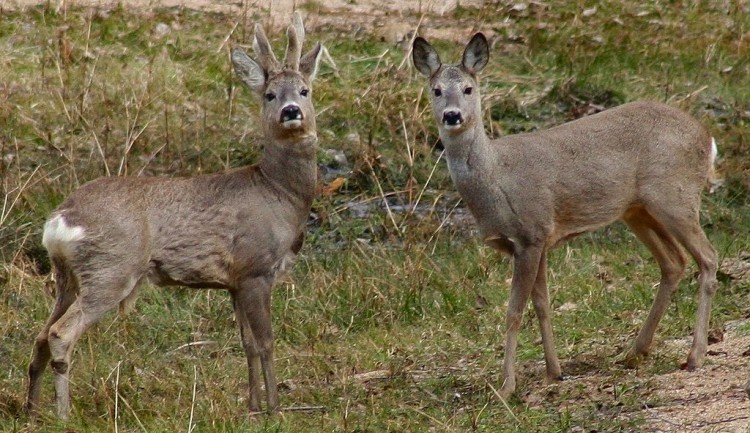 As corças, um bicho moderno com padrão de coloração bem parecido, também vivem em florestas (Crédito: Creative Commons)